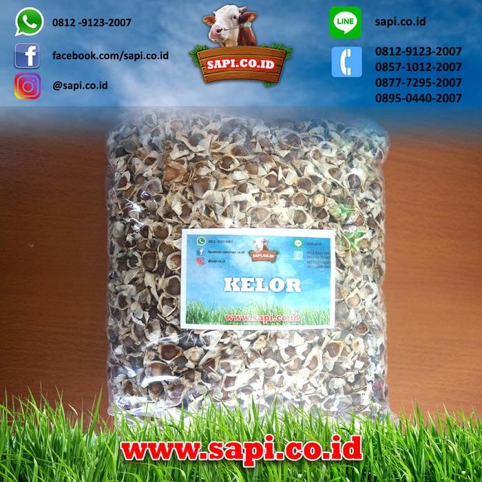 Benih Kelor 1 Kg