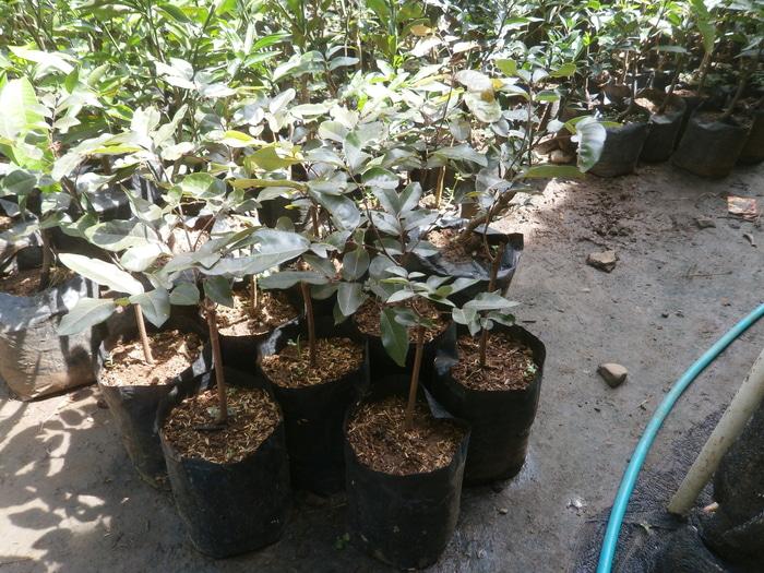 bibit kelengkeng merah siap tanam kualitas unggul Terlaris di Lazada