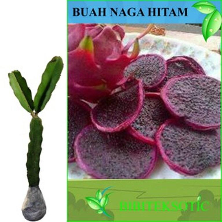 Bibit Eksotic Buah Naga Hitam