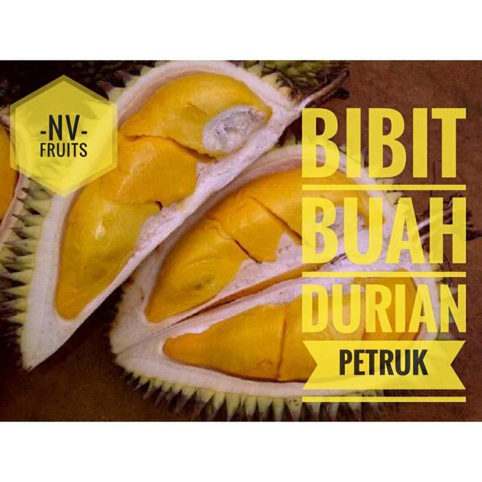 Bibit Buah Durian Petruk