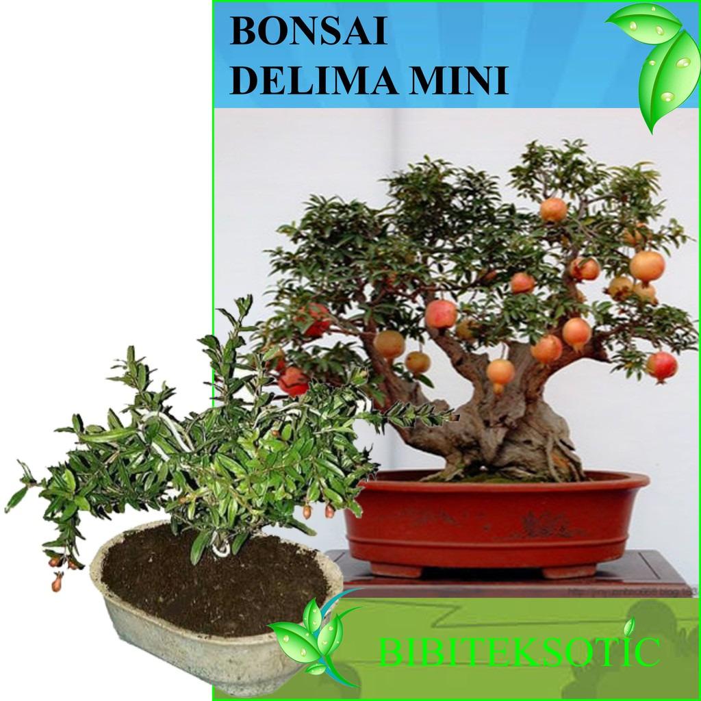 Bibit Eksotic Bonsai Delima Mini