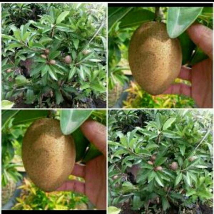 BIBIT SAWO MADU BERBUAH
