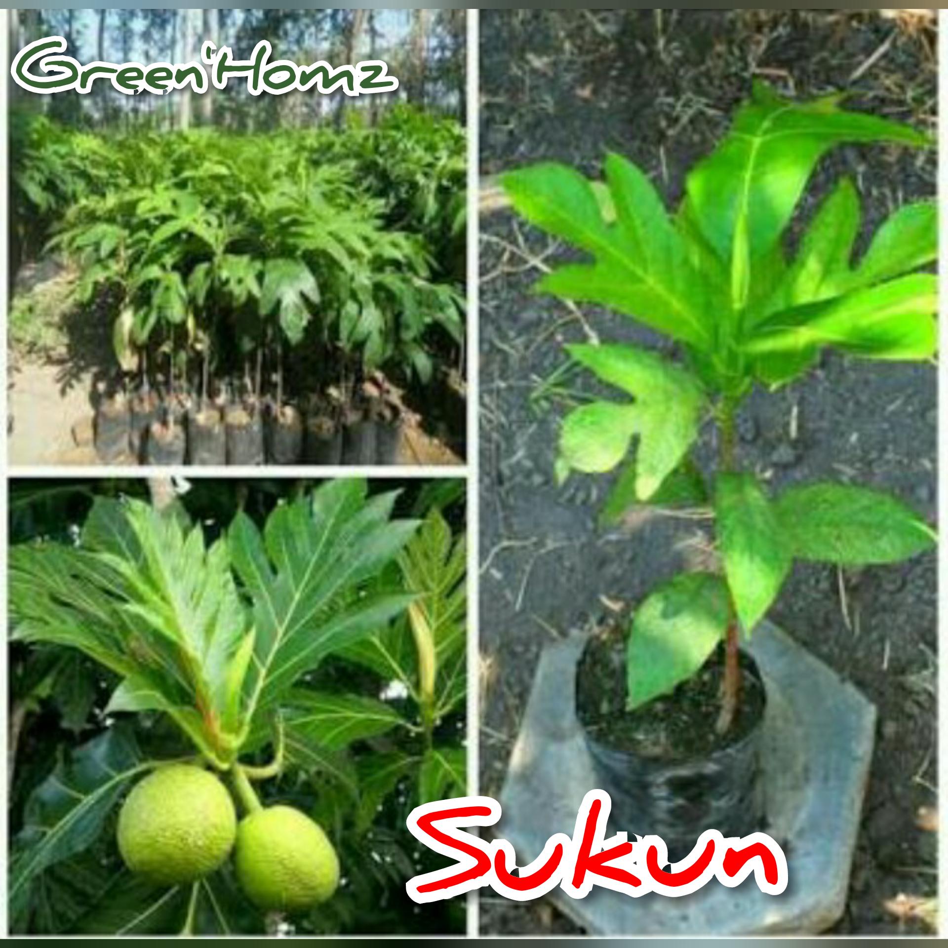 bibit tanaman sukun