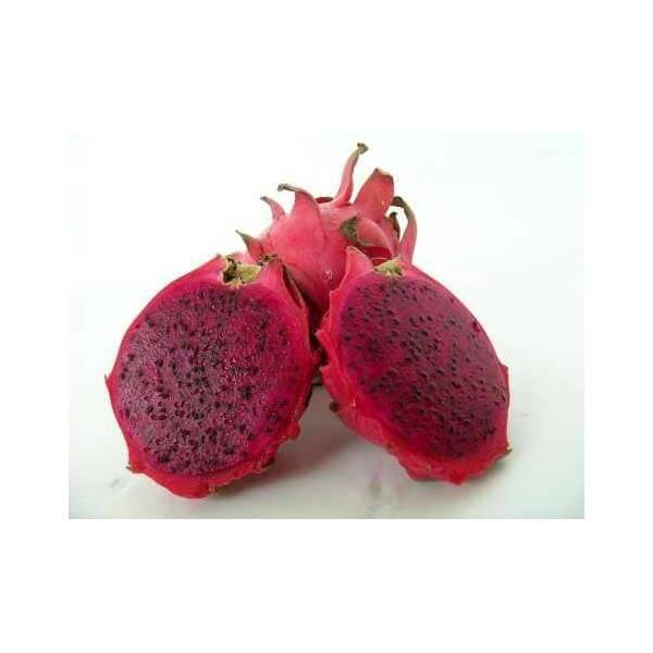 Bibit Tanaman Buah Naga Merah