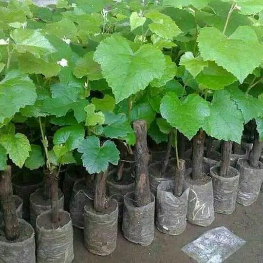 bibit tanaman anggur hitam(tanpa biji)