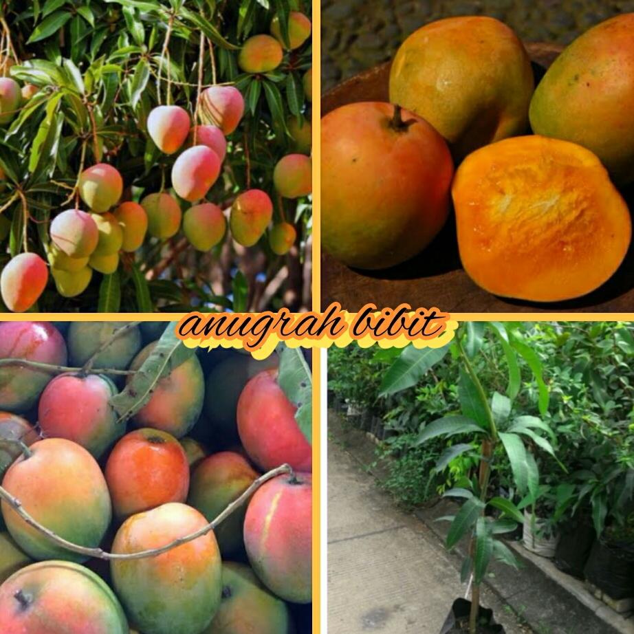Bibit Mangga Gedong Gincu Unggul