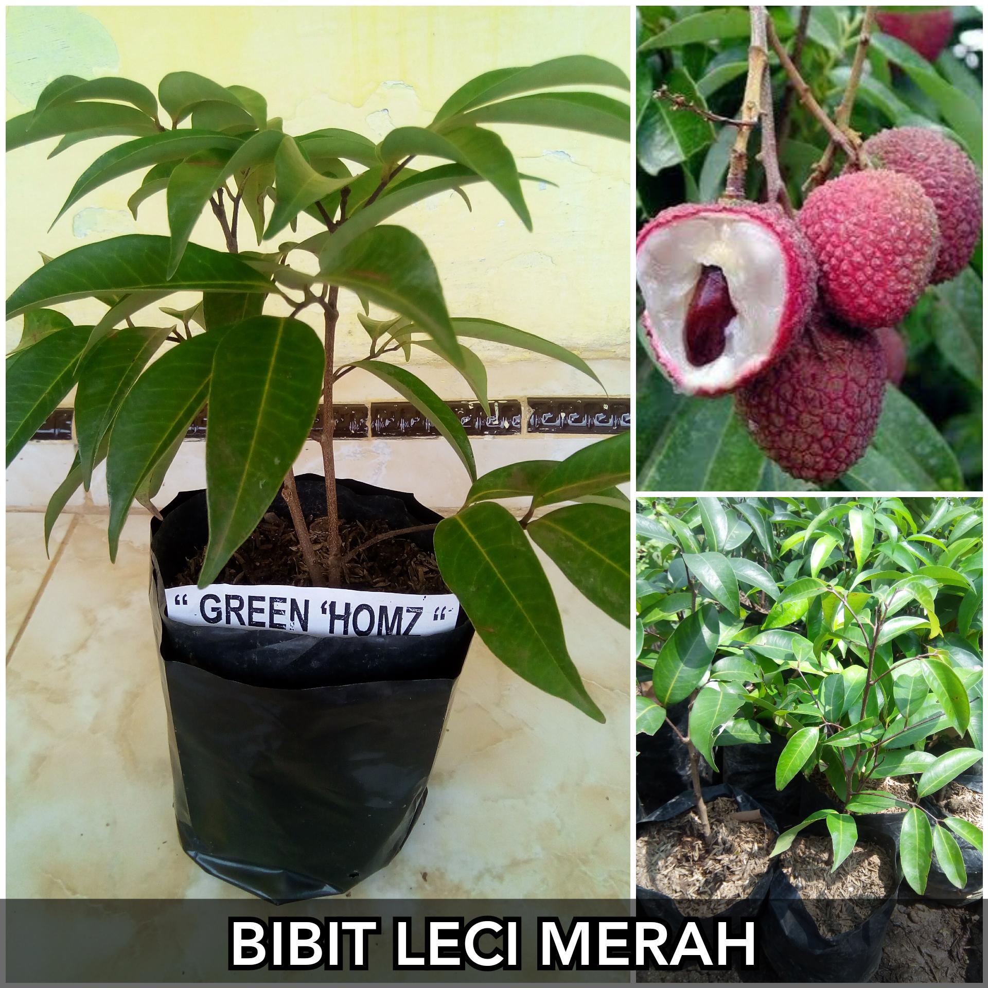 BIBIT LECI MERAH CANGKOK SUPER