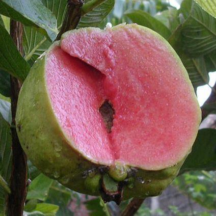 BIBIT JAMBU SUKUN MERAH UNGGUL DAN BERGARANSI