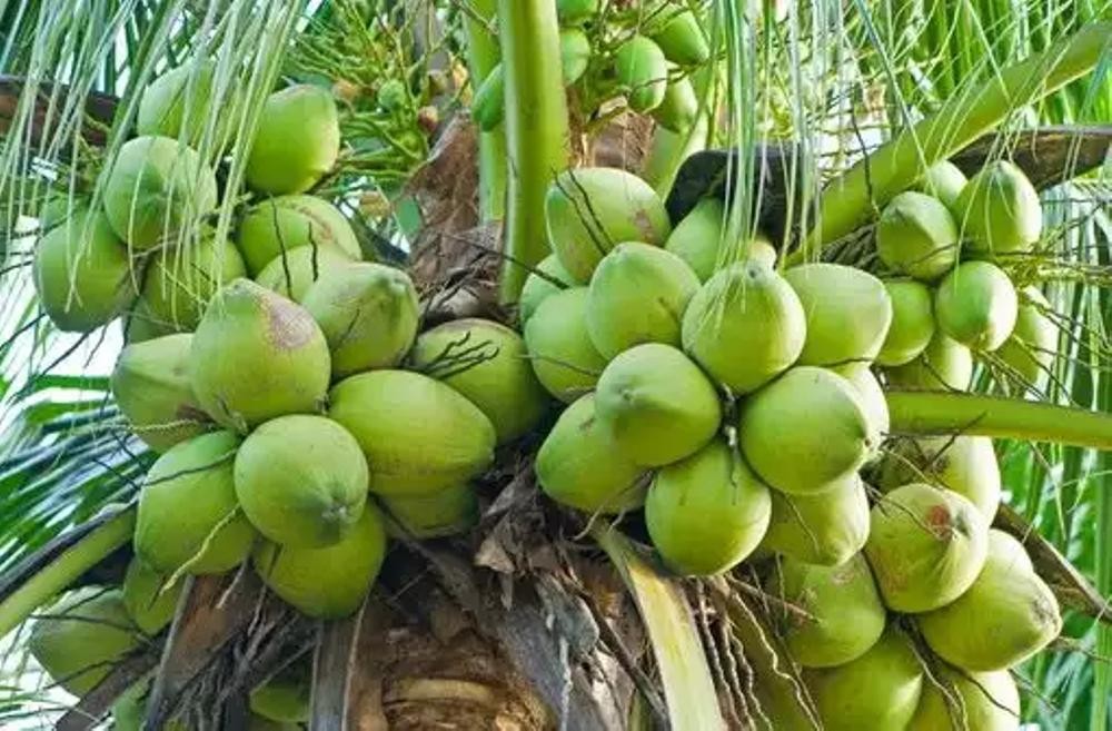 Bibit Kelapa Hibrida Hijau