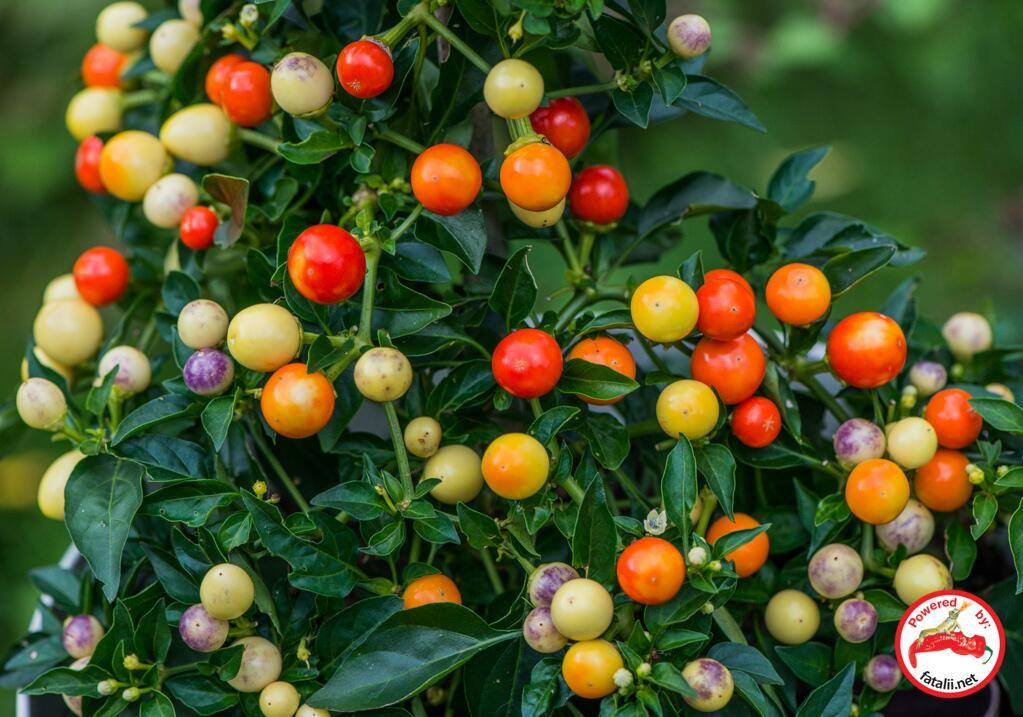 Amefurashi 10 Benih/Bibit/Seeds Red Fire Pepper Cabe Unik