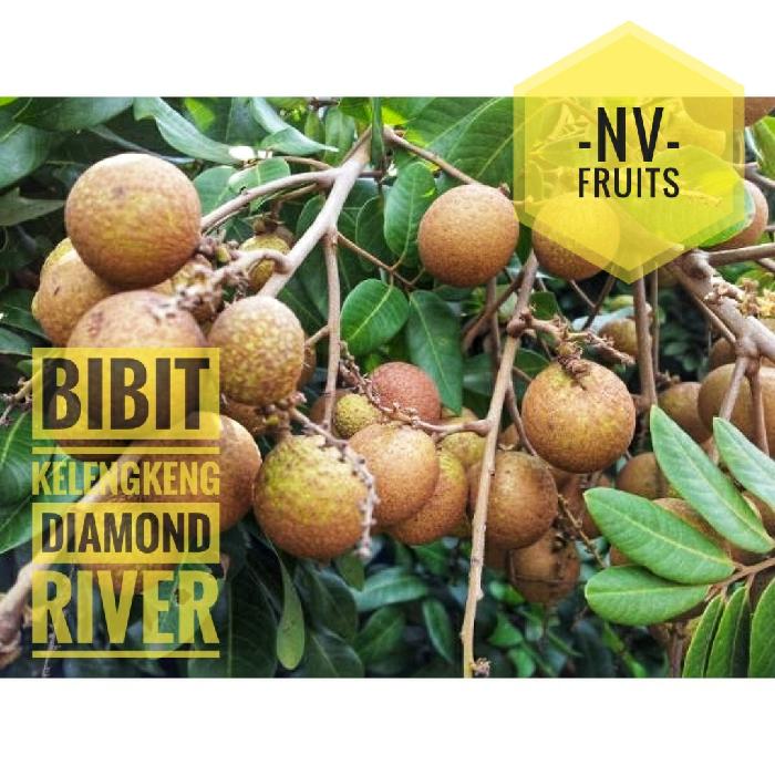 Bibit Buah Kelengkeng Diamond River