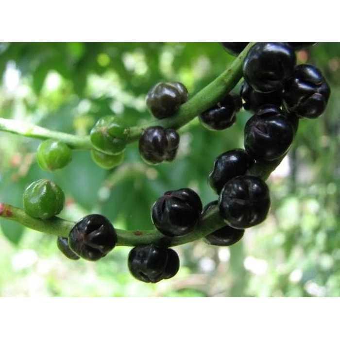 Best Seller!!! Bibit / Benih / Seeds Herb Binahong Hitam Untuk Kesehatan Unik Murah Minimalis