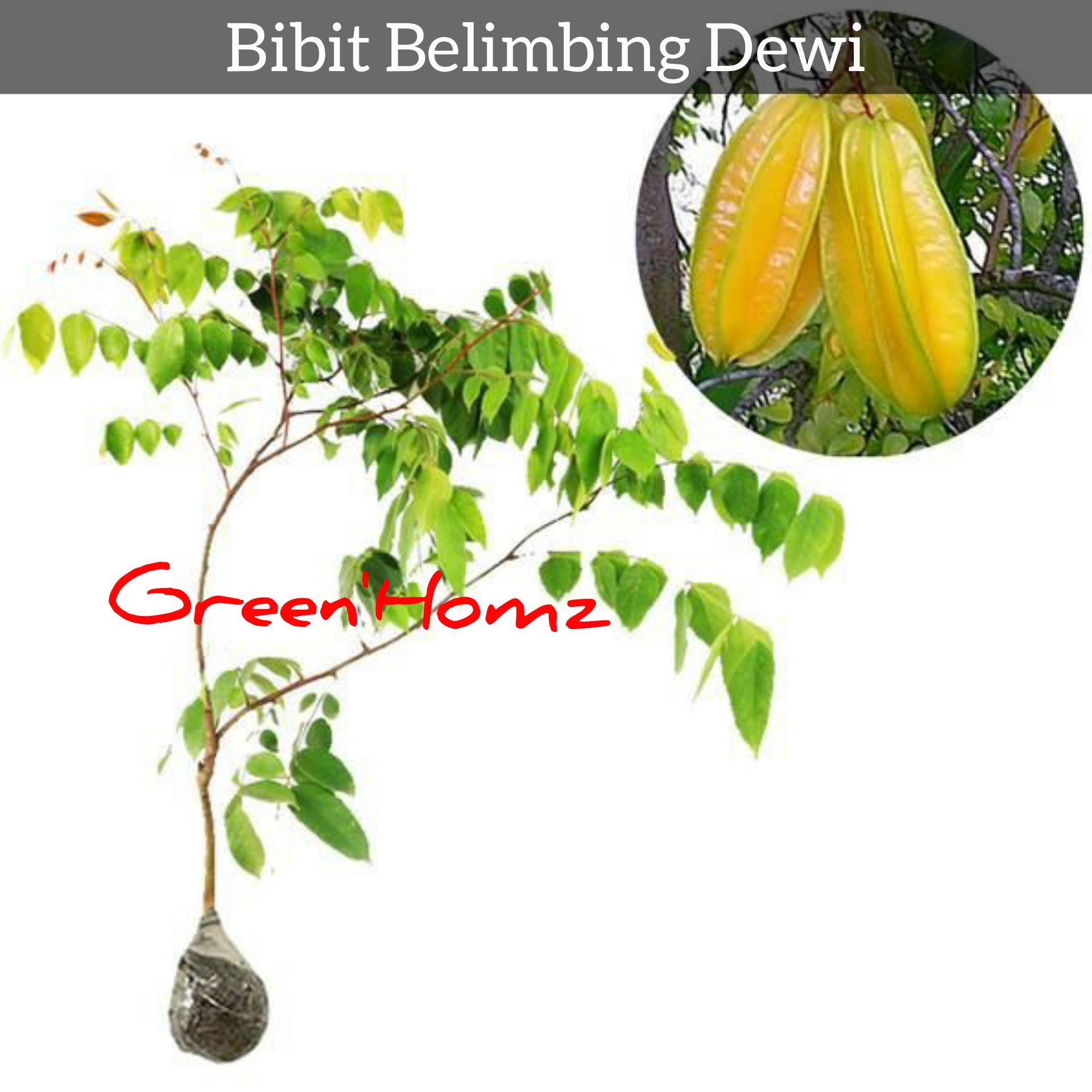 bibt buah belimbing madu