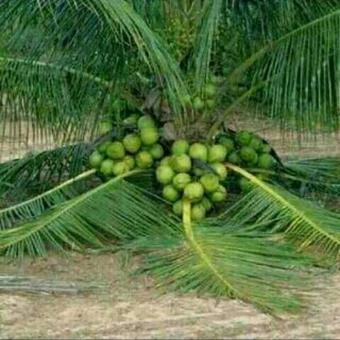 Benih Bibit Hidroponik Caisim Pakchoy Nauli F1. Source · Pencarian Termurah BIBIT .