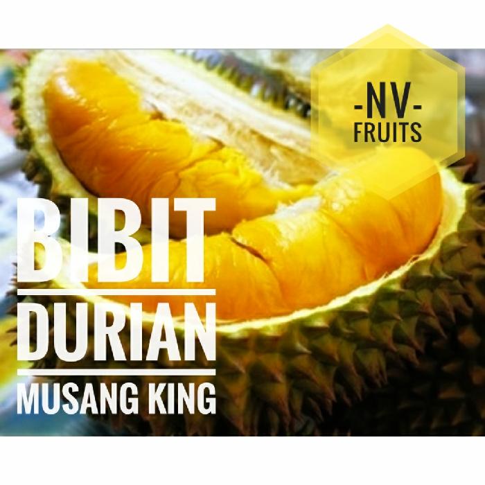 Bibit Buah Durian Musang King 3 Kaki