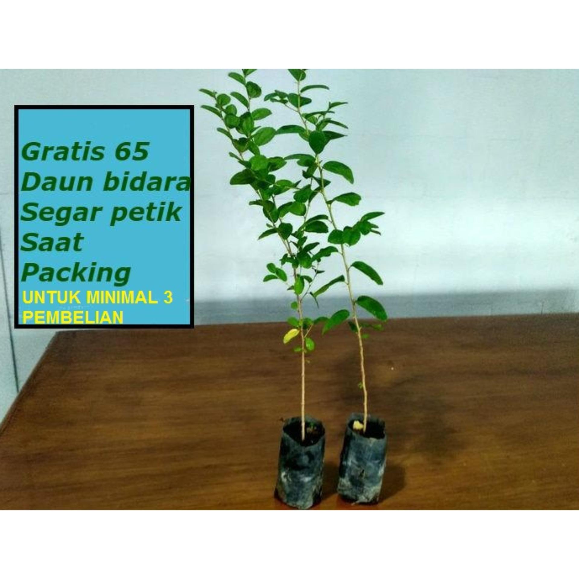 BIBIT POHON DAUN BIDARA ARAB TINGGI 30 CM UP TERMURAH