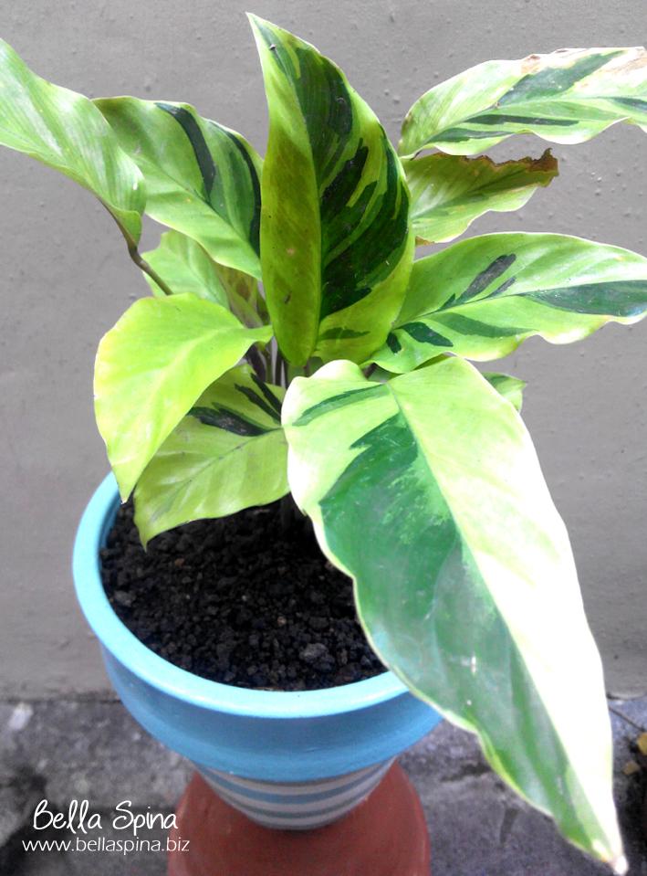 Calathea Samarinda Kuning CL-11