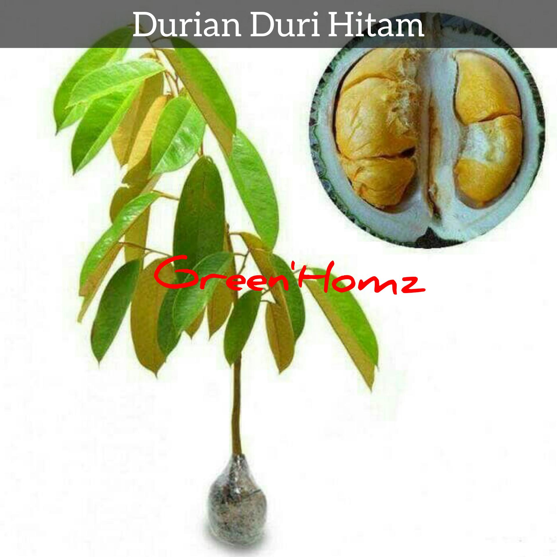 bibit durian duri hitam
