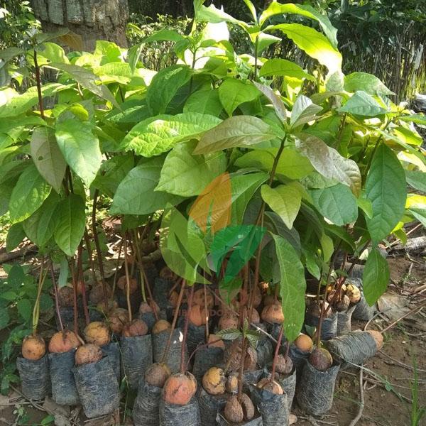 Bibit Alpukat Lokal untuk Sambung