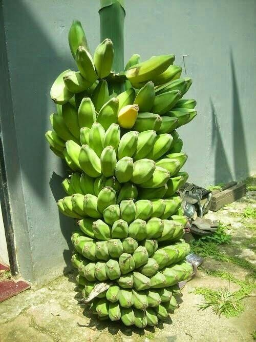 bibit pisang kepok manado