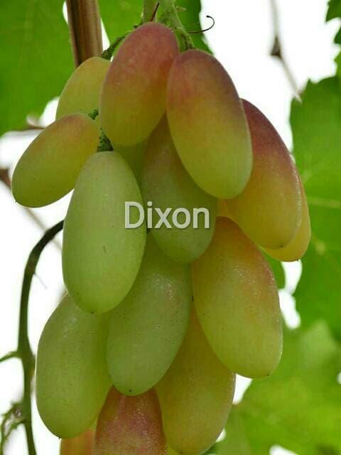 bibit anggur dixon