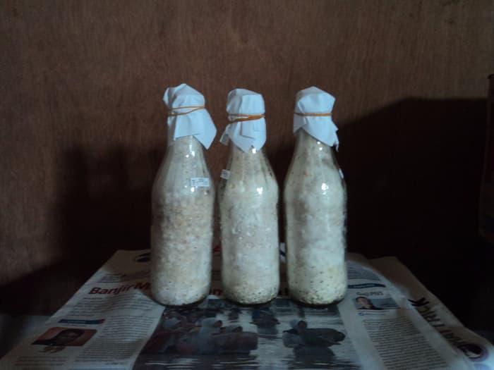 SALE - Bibit Jamur Tiram F1 Import