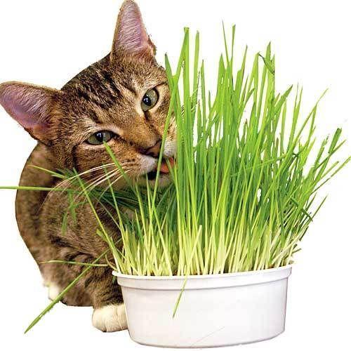 Bibit Rumput wheatgrass untuk untuk Kucing