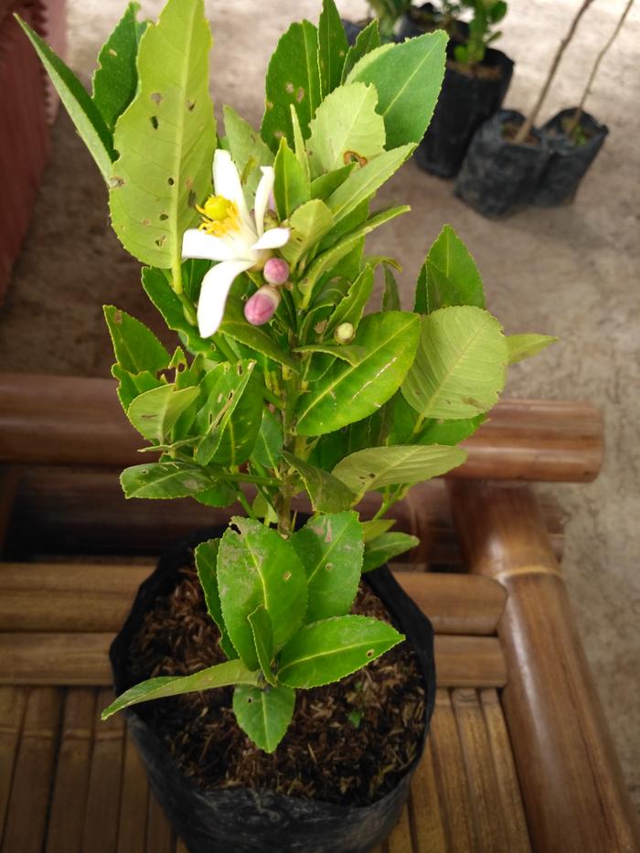 Bibit Tanaman Buah Blimbing Bangkok Merah