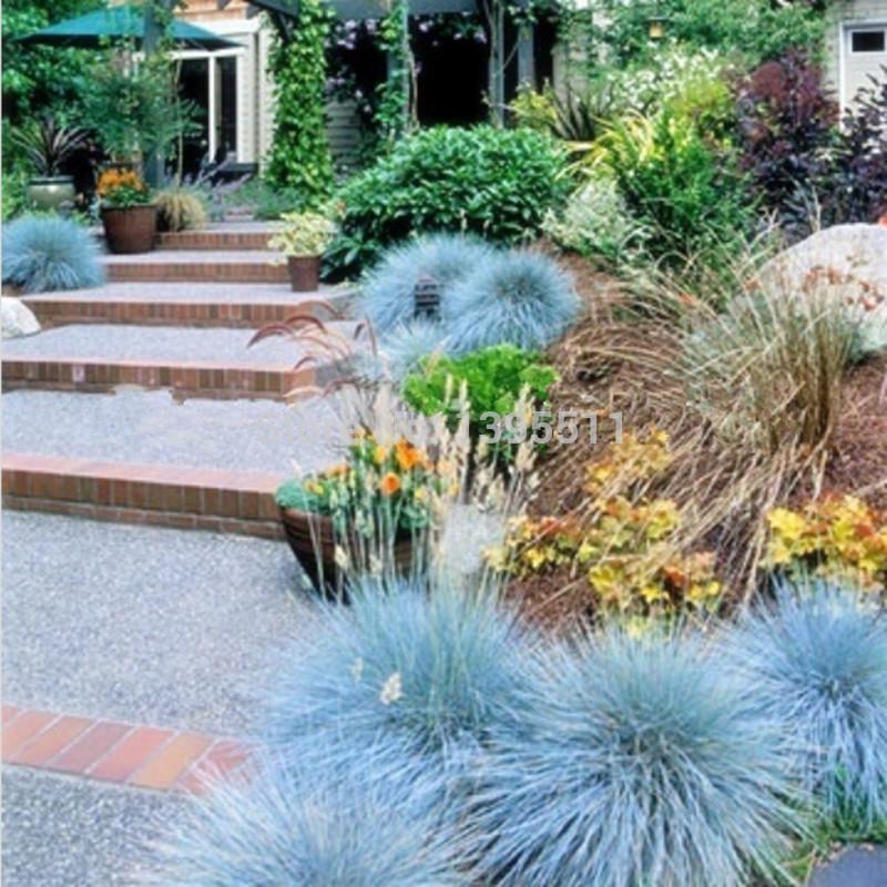 Amefurashi 20 Bibit / Benih / Seeds Blue Fescue Grass Ornamental Rumput Hias