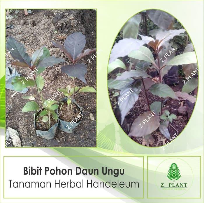 Bibit Pohon Daun Ungu - Tanaman Herbal Handeleum