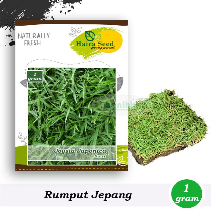Benih-Bibit Rumput Jepang (Haira Seed)