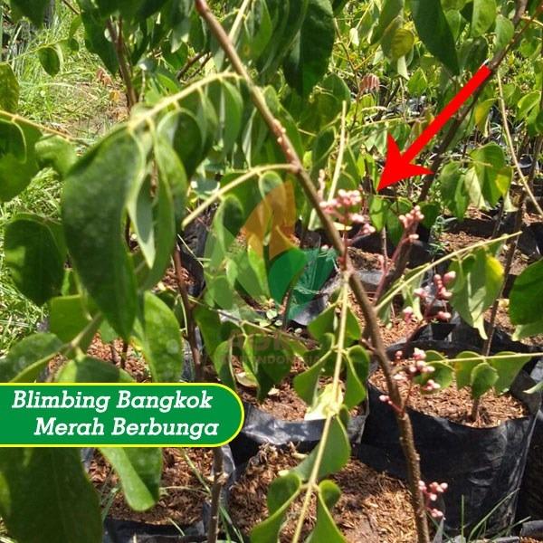 Bibit Blimbing Bangkok Merah Berbunga