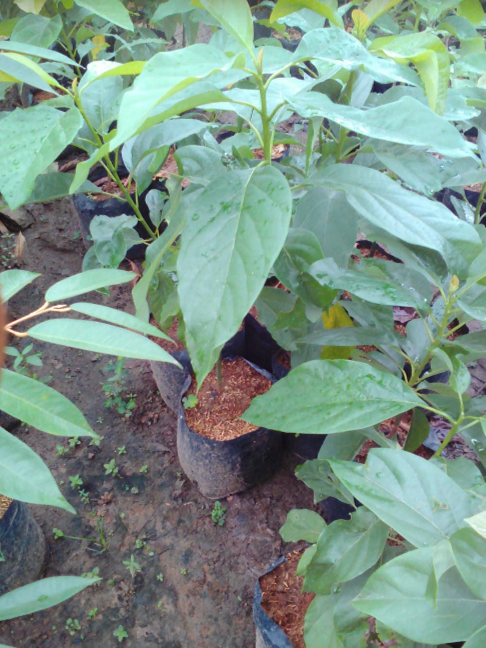 Bibit Alpukat Jumbo