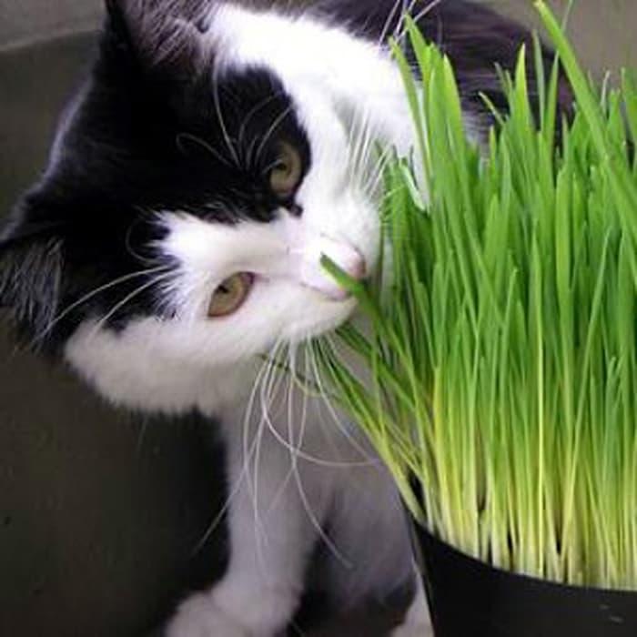 isi 5gram / +- 200 Benih Biji Bibit Rumput Kucing Cat Grass Import