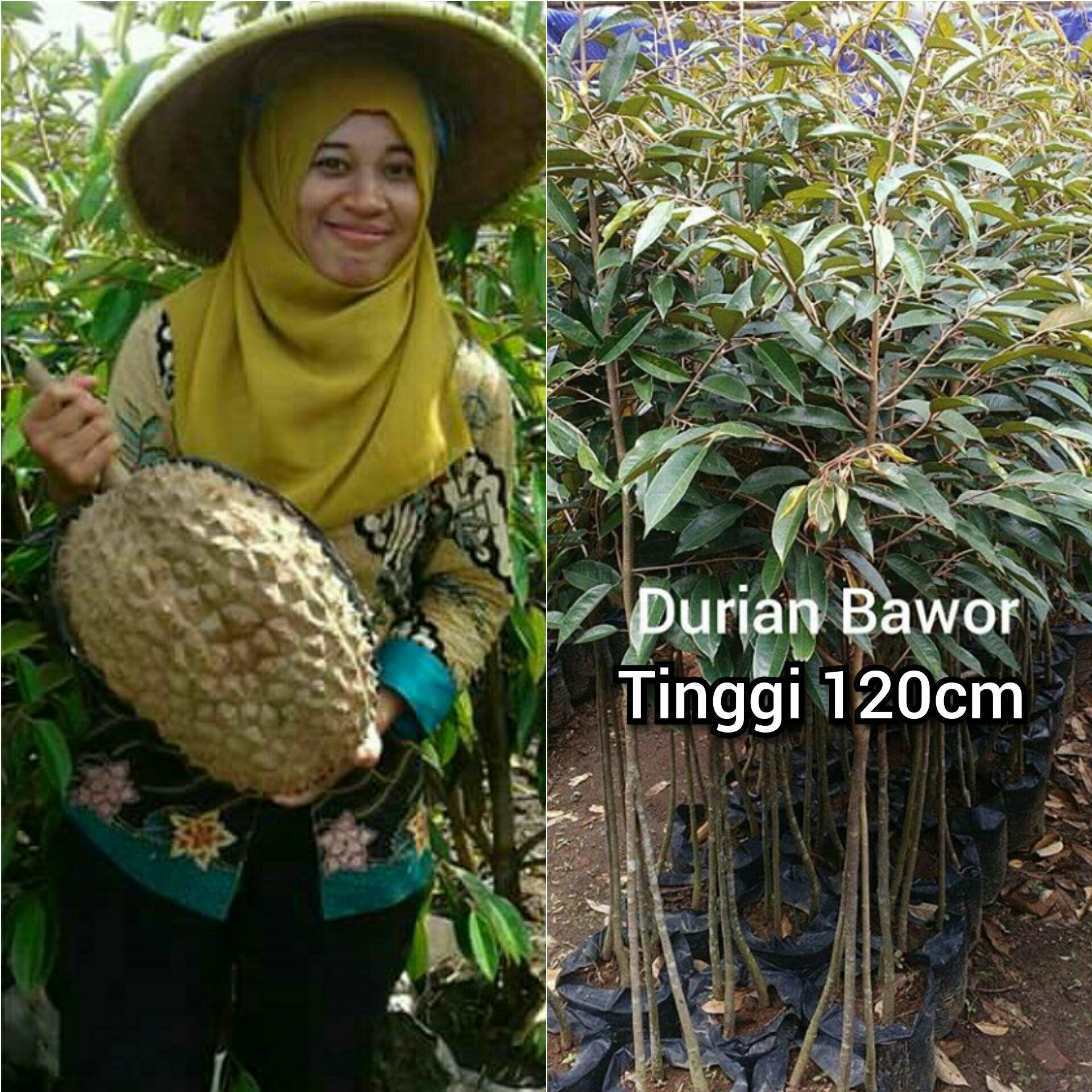 Bibit durian BHINNEKA montong bawor kaki3