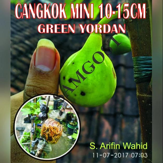 Bibit Cangkok Mini Buah Tin Green Yordan - UK 10-15 Cm CANGKOK MINI