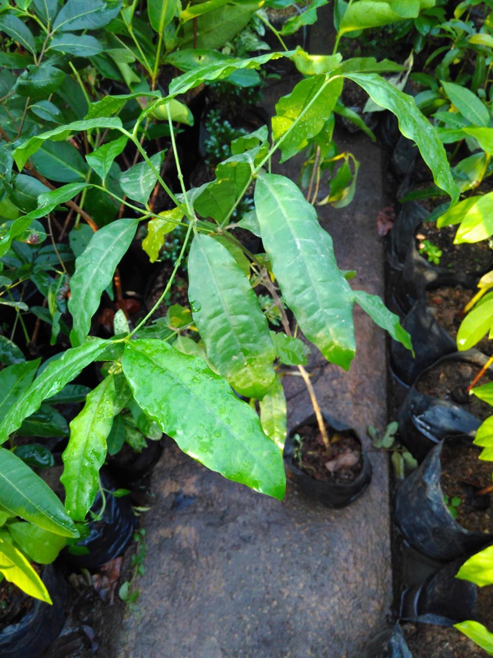 Bibit Pohon Cendana Kupang