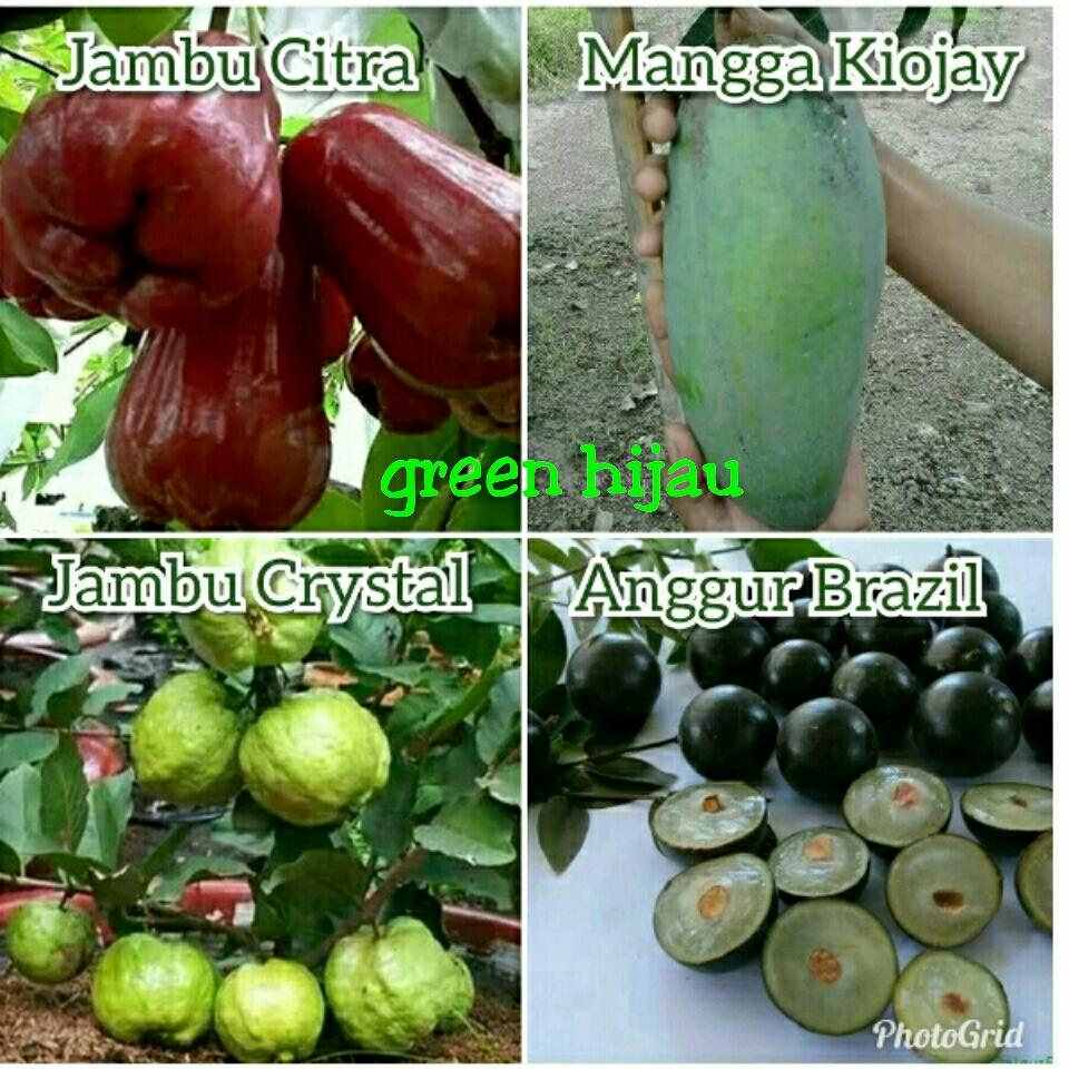 paket bibit 4 pohon jambu citra,jambu kristal, mangga kiojay, anggur brazil