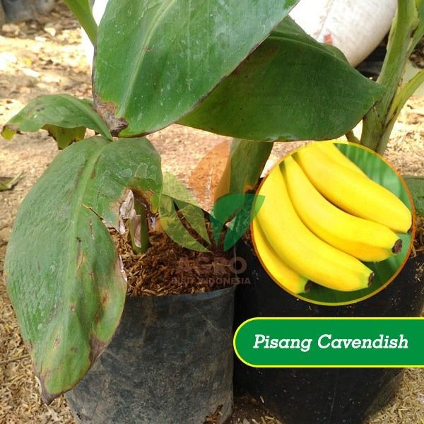 Bibit Pisang Cavendish Kultur Jaringan 30 cm