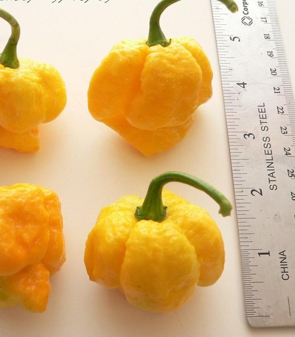 Amefurashi 10 Bibit / Benih / Seed Cabe Yellow 7 Pot Primo Hot Pepper Mudah Tumbuh