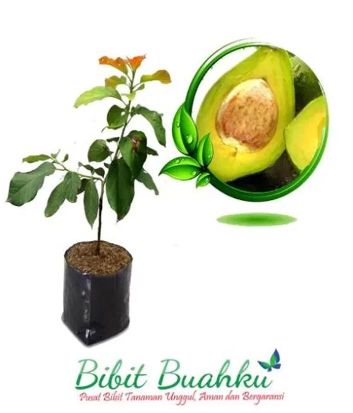Bibit Alpukat Mentega