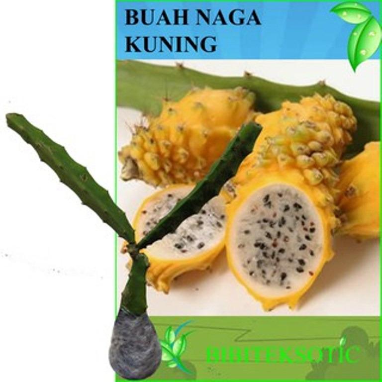 Bibit Eksotic Buah Naga Kuning
