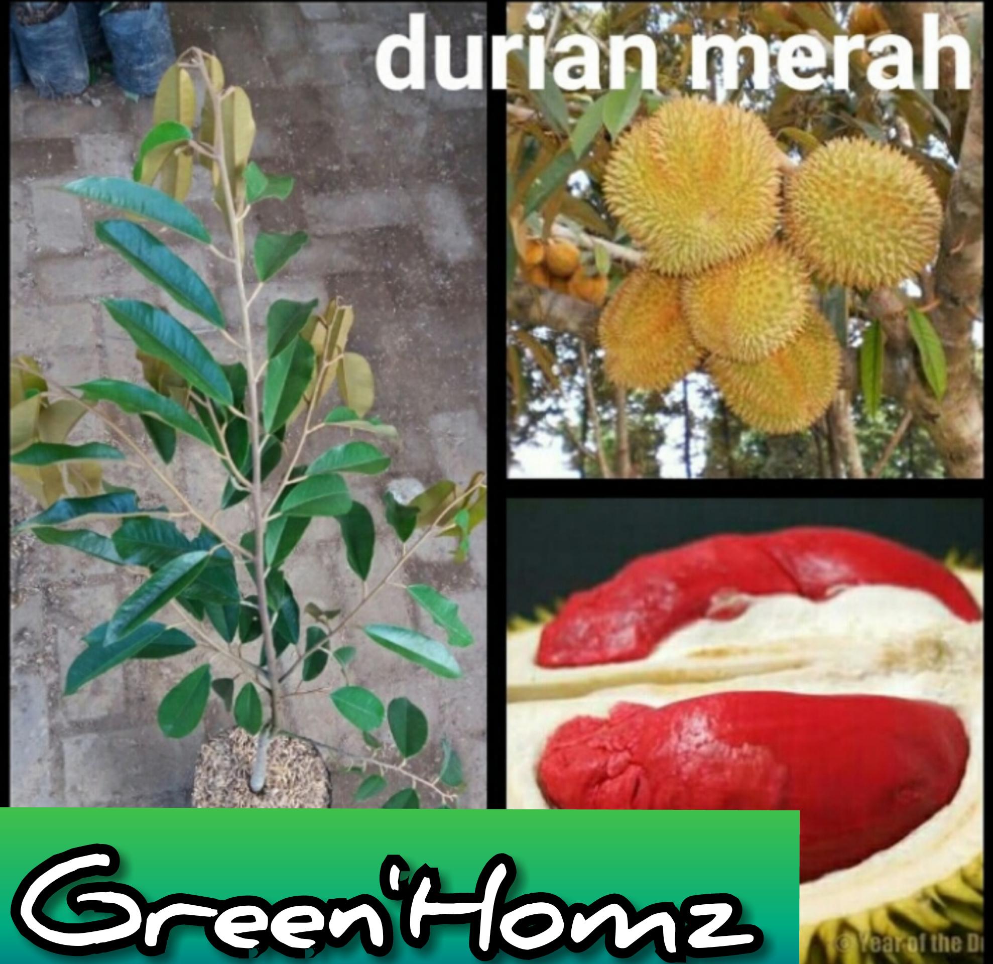 BIBIT DURIAN MERAH UNGGULAN
