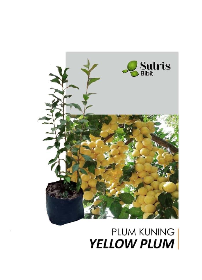 Bibit Tanaman Buah Plum Kuning/Yellow Plum