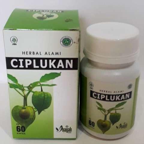 Kapsul Daun Ciplukan/Daun Ciplukan Obat Herbal