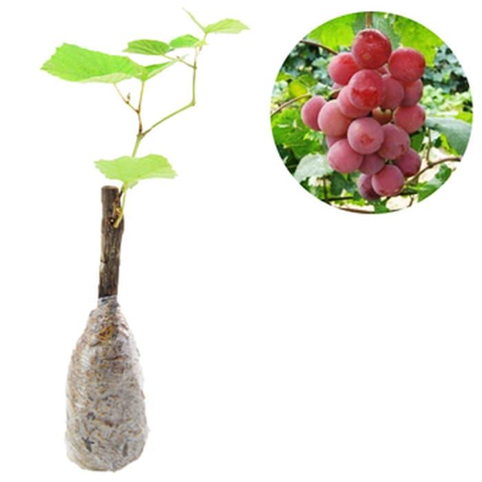Bibit Tanaman Buah Anggur Red Globe 25cm