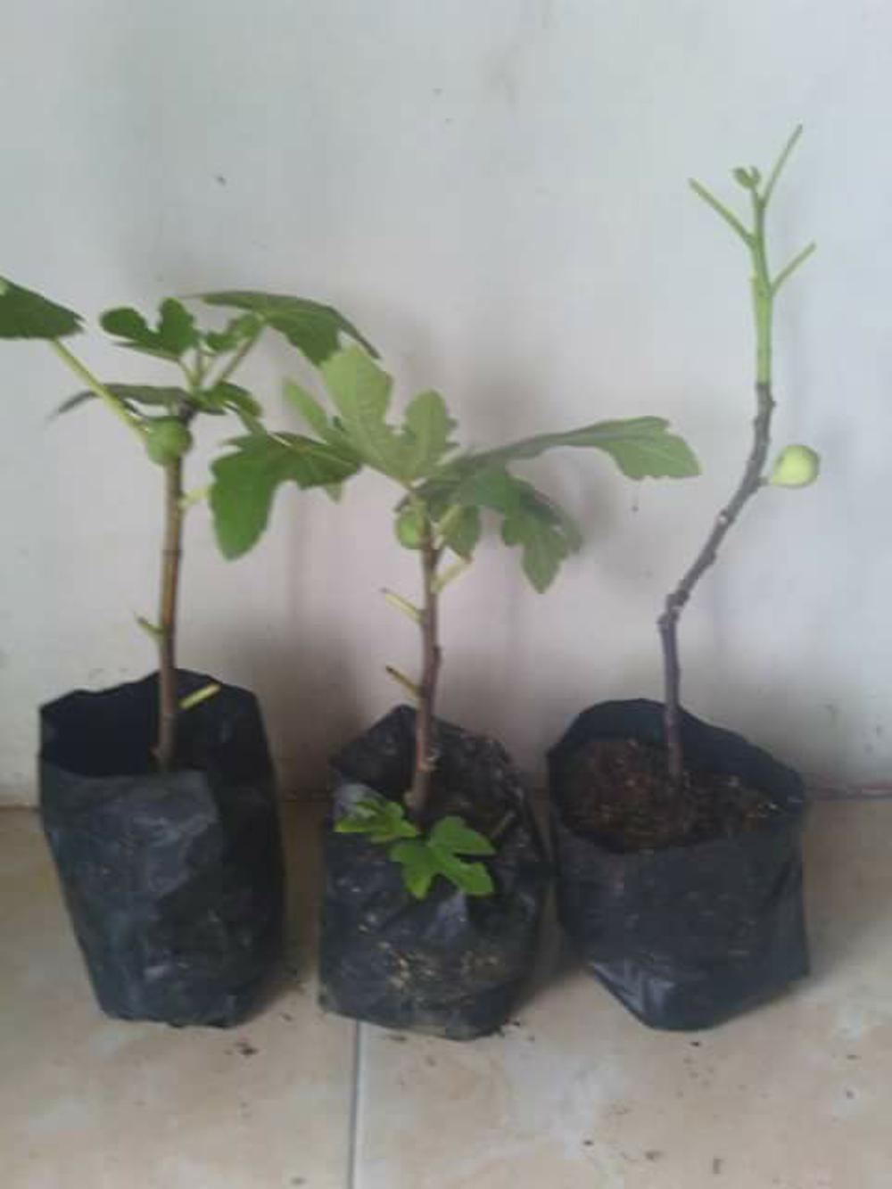 Promo 3 Bibit Buah Tin Green Yordan