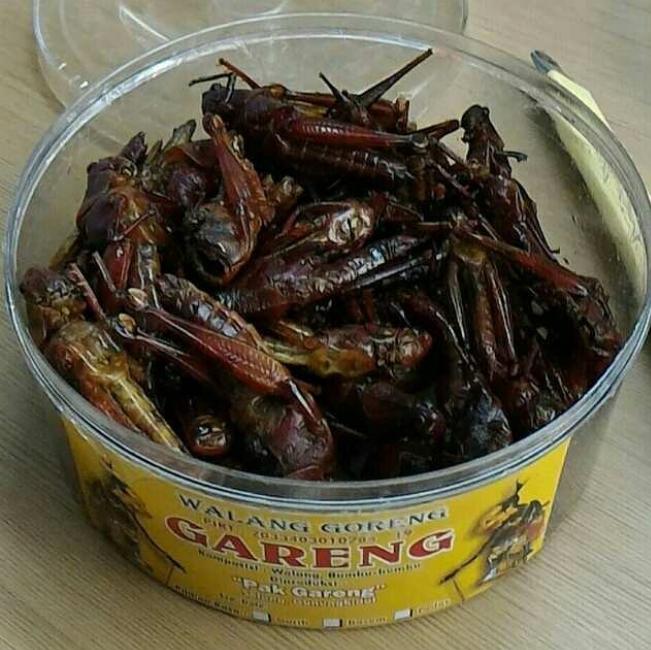 Belalang Goreng Aneka Rasa Gurih, Pedas, Bacem Oleh oleh khas Yogyakarta