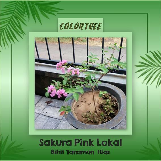 Bibit Tanaman Hias Sakura Pink Lokal 40cm