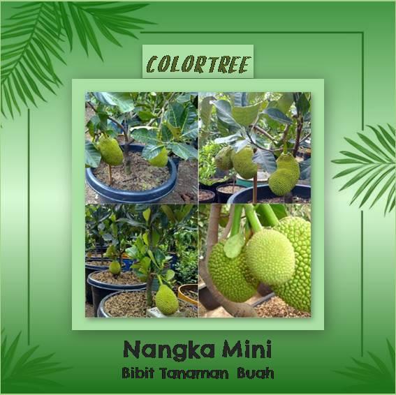 Bibit Tanaman Buah Nangka Mini 60cm